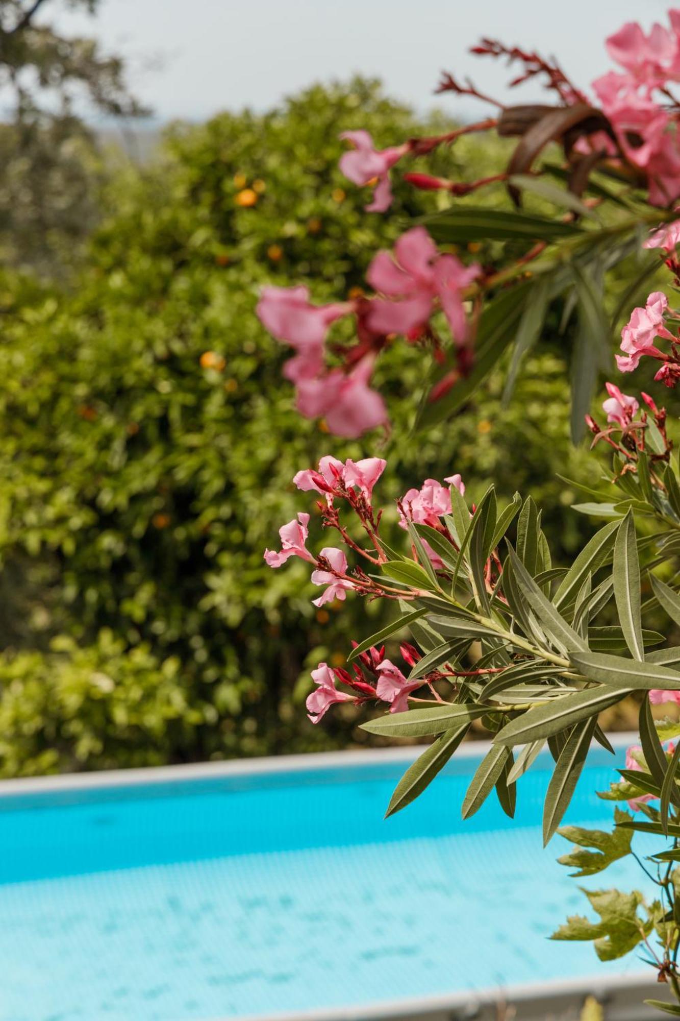 Casa Rural En Candeleda Con Piscina Y Un Maravilloso Jardin 외부 사진